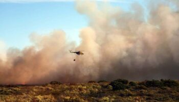 Ecologistas denuncia la negligencia de la Comunidad de Madrid ante la pérdida de biodiversidad provocada por los incendios