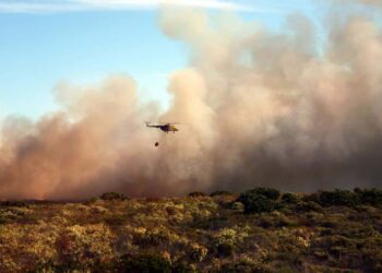 Ecologistas denuncia la negligencia de la Comunidad de Madrid ante la pérdida de biodiversidad provocada por los incendios