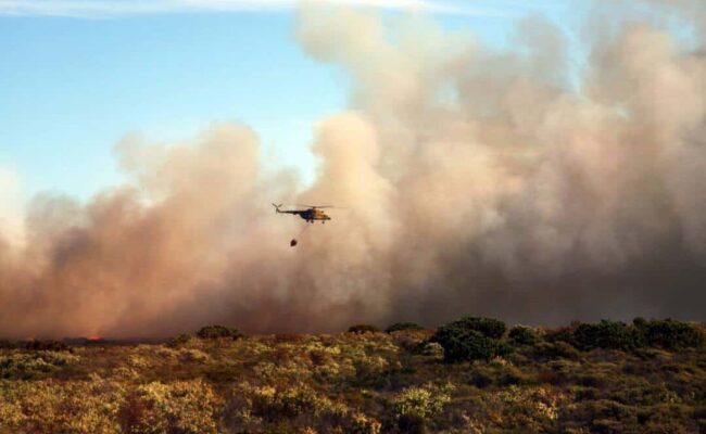 Ecologistas denuncia la negligencia de la Comunidad de Madrid ante la pérdida de biodiversidad provocada por los incendios
