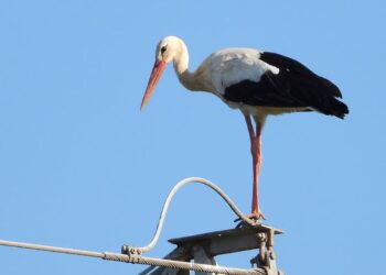 Ecologistas denuncia la ausencia de soluciones a la mortalidad de cigüeñas en País Valenciano por tendidos eléctricos