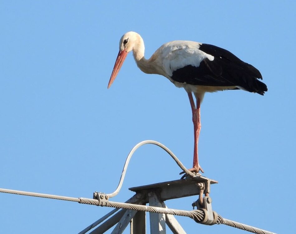 Ecologistas denuncia la ausencia de soluciones a la mortalidad de cigüeñas en País Valenciano por tendidos eléctricos