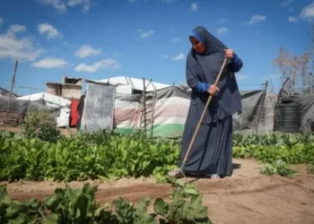 Palestina: Un pueblo arraigado en la tierra, una memoria que resiste