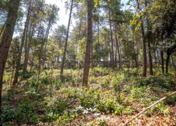 Publicada la convocatoria catalana para crear y mantener franjas de protección ante incendios