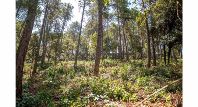 Publicada la convocatoria catalana para crear y mantener franjas de protección ante incendios