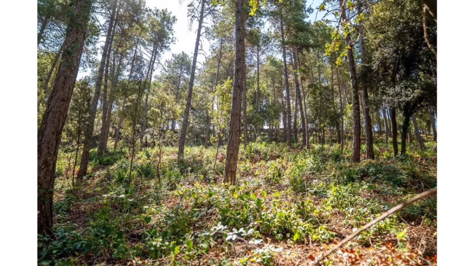 Publicada la convocatoria catalana para crear y mantener franjas de protección ante incendios