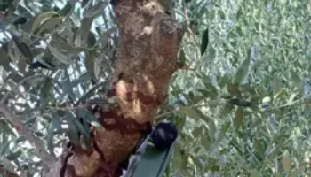 El Govern colabora en dos proyectos estatales para analizar los efectos del eclipse en la fauna
