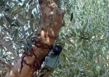 El Govern colabora en dos proyectos estatales para analizar los efectos del eclipse en la fauna