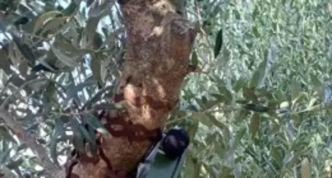 El Govern colabora en dos proyectos estatales para analizar los efectos del eclipse en la fauna