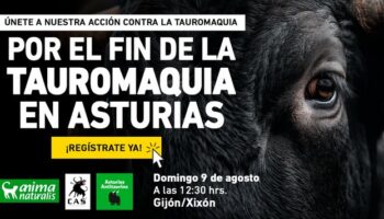 Rendirán homenaje a la memoria de los toros muertos en la plaza de toros de Gijón el 9 de agosto