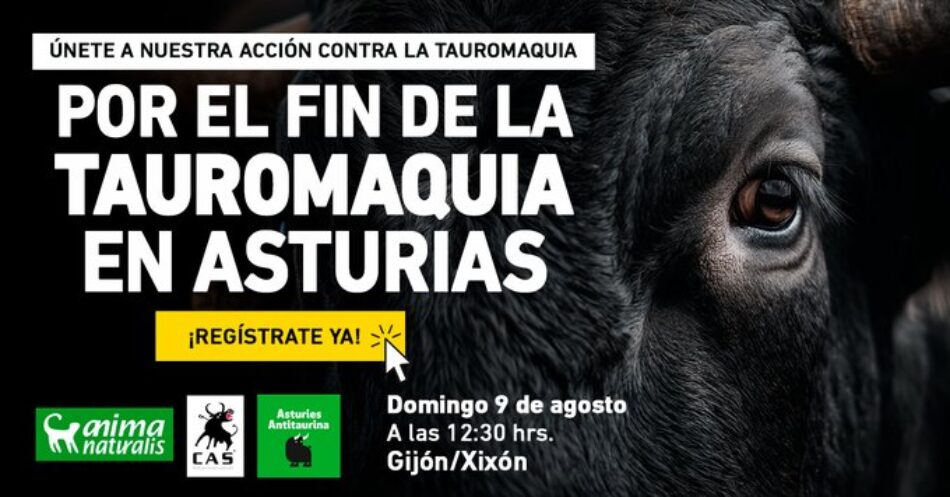Rendirán homenaje a la memoria de los toros muertos en la plaza de toros de Gijón el 9 de agosto