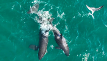 El traslado de las orcas al loro Parque: un retroceso en el bienestar animal que Canarias no debe amparar