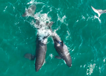 El traslado de las orcas al loro Parque: un retroceso en el bienestar animal que Canarias no debe amparar