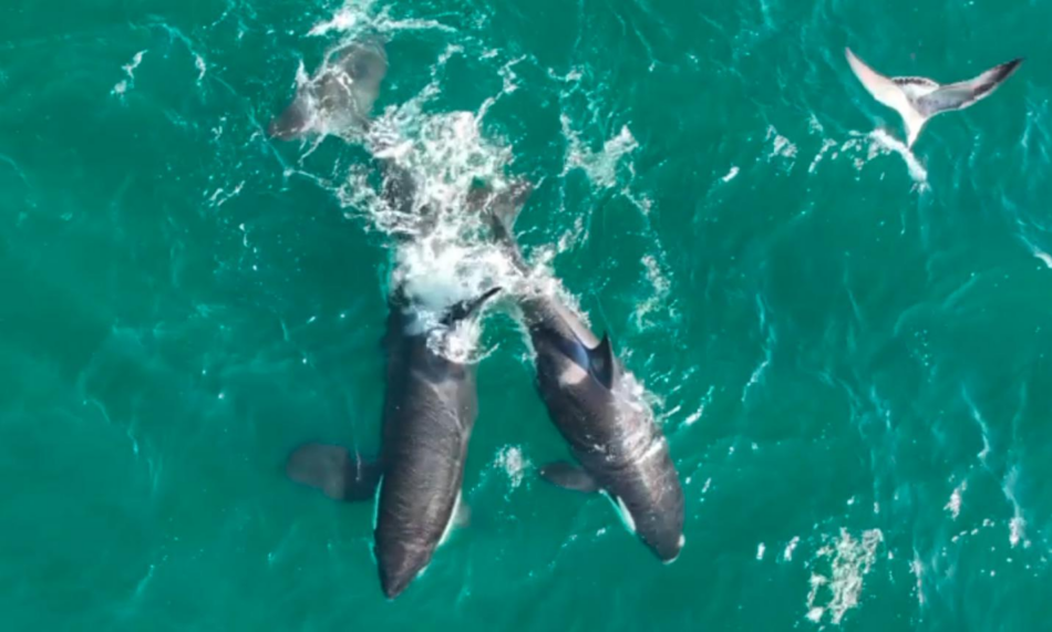 El traslado de las orcas al loro Parque: un retroceso en el bienestar animal que Canarias no debe amparar