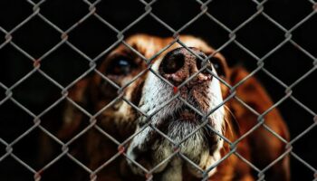 PACMA se suma al rechazo social a la adjudicación del albergue de animales de Oviedo a la polémica Athisa