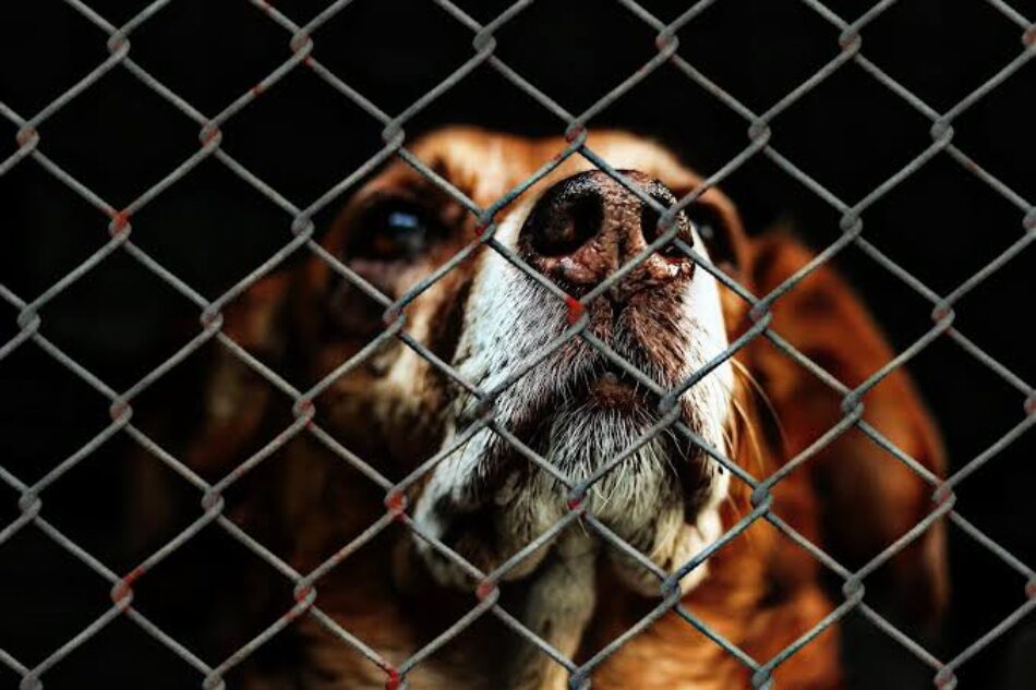 PACMA se suma al rechazo social a la adjudicación del albergue de animales de Oviedo a la polémica Athisa
