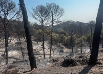 Piden a los gobiernos autonómicos que prohíban la caza como prevención de incendios forestales