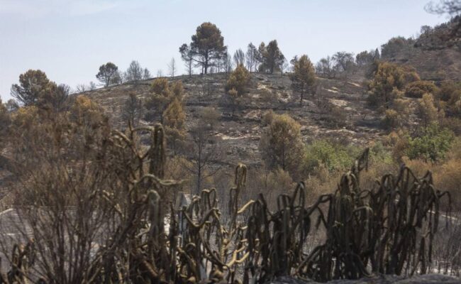 Ecologistes en Acció reclama una moratoria de la caza a la Serra d’Espadà después del gran incendio forestal