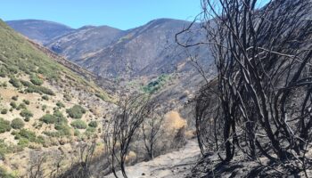 Alianza Verde considera lamentable que haya arrancado la media veda de caza tras un verano especialmente duro por los incendios y pide que se suspenda en las zonas afectadas
