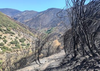Alianza Verde considera lamentable que haya arrancado la media veda de caza tras un verano especialmente duro por los incendios y pide que se suspenda en las zonas afectadas