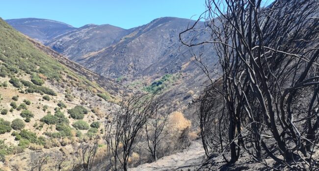 Alianza Verde considera lamentable que haya arrancado la media veda de caza tras un verano especialmente duro por los incendios y pide que se suspenda en las zonas afectadas