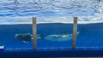 PACMA pide al Gobierno una reunión para impulsar la creación de un santuario marino para cetáceos en España