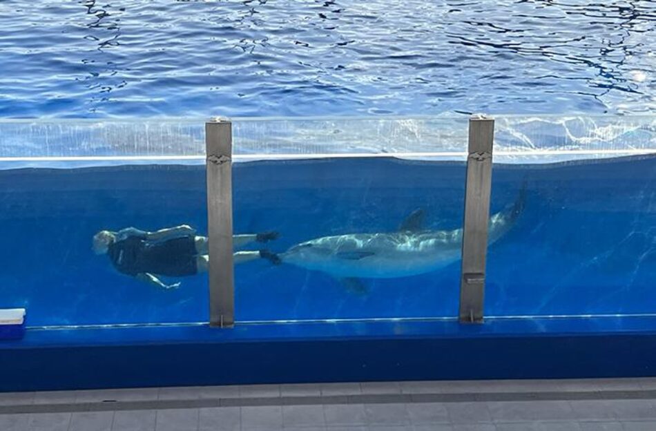 PACMA pide al Gobierno una reunión para impulsar la creación de un santuario marino para cetáceos en España