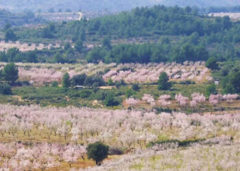 GO Viver identifica las parcelas agrarias de Viver con mayor potencial para actuar como cortafuegos verdes