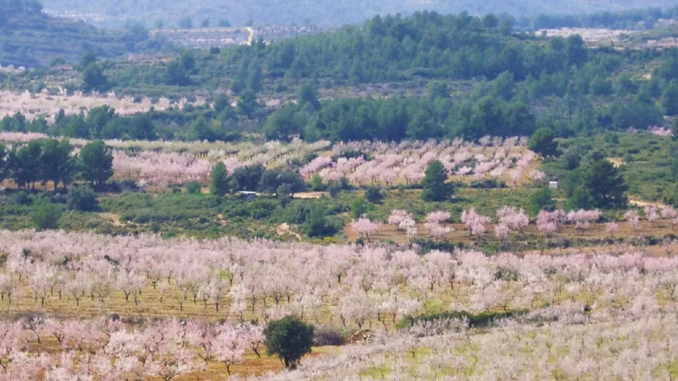 GO Viver identifica las parcelas agrarias de Viver con mayor potencial para actuar como cortafuegos verdes