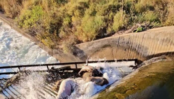 PACMA reclama una normativa estatal para evitar la muerte de animales silvestres en infraestructuras humanas
