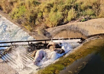 PACMA reclama una normativa estatal para evitar la muerte de animales silvestres en infraestructuras humanas