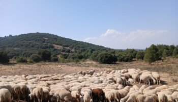 Fundación Global Nature articula una red de ganaderos regenerativos en el interior peninsular con más de 20.000 hectáreas bajo manejo
