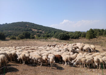 Fundación Global Nature articula una red de ganaderos regenerativos en el interior peninsular con más de 20.000 hectáreas bajo manejo