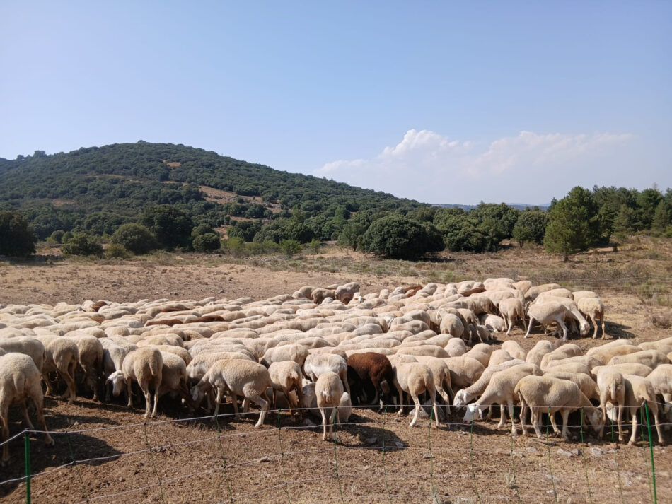 Fundación Global Nature articula una red de ganaderos regenerativos en el interior peninsular con más de 20.000 hectáreas bajo manejo