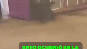 La Plataforma Defensa Animal muestra su indignación tras la muerte de un toro en los festejos de Silla
