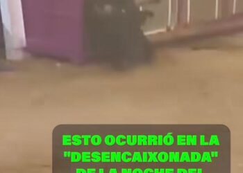 La Plataforma Defensa Animal muestra su indignación tras la muerte de un toro en los festejos de Silla