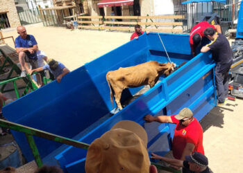 PACMA denuncia la utilización de una vaquilla en estado de extrema delgadez durante las fiestas taurinas de Santiago-Pontones