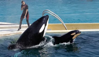 PACMA solicita al CSIC que haga público el informe desfavorable al traslado de las orcas de Marineland a Loro Parque
