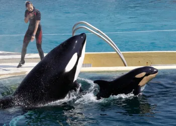 PACMA solicita al CSIC que haga público el informe desfavorable al traslado de las orcas de Marineland a Loro Parque