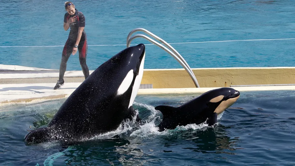 PACMA solicita al CSIC que haga público el informe desfavorable al traslado de las orcas de Marineland a Loro Parque