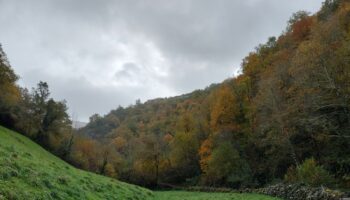 Las plantas invasoras llegan hasta la reserva integral del bosque de Muniellos en Asturias
