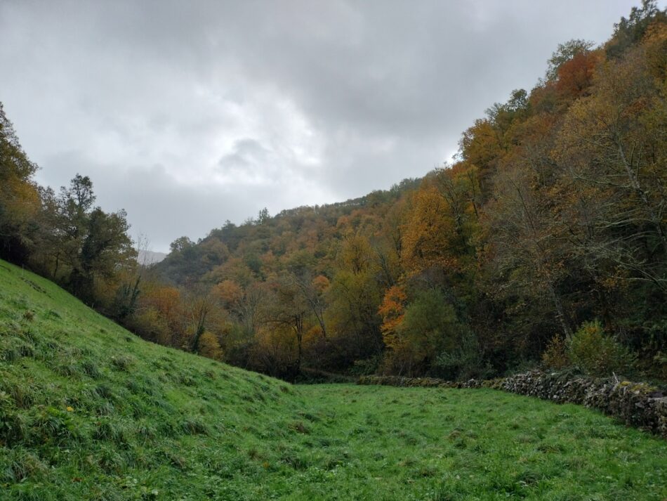Las plantas invasoras llegan hasta la reserva integral del bosque de Muniellos en Asturias