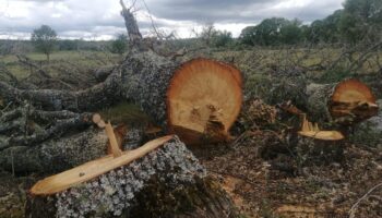 Ecologistas Zamora califica de desastre medioambiental la tala árboles en la provincia con el supuesto fin de prevenir incendios forestales