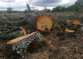 Ecologistas Zamora califica de desastre medioambiental la tala árboles en la provincia con el supuesto fin de prevenir incendios forestales
