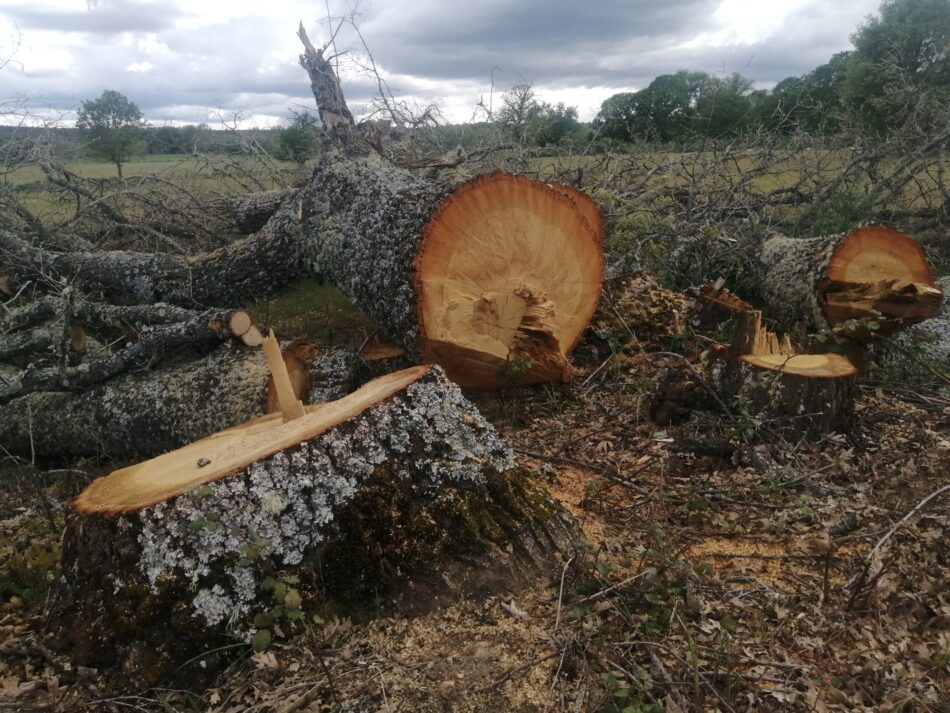 Ecologistas Zamora califica de desastre medioambiental la tala árboles en la provincia con el supuesto fin de prevenir incendios forestales