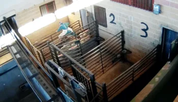 El presidente de ANPBA presenta una queja contra la Junta de Castilla y León por no informarle sobre la implantación, en los mataderos de Castilla y León, del sistema de «videovigilancia» para preservar el bienestar animal