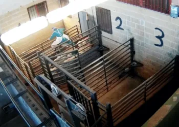 El presidente de ANPBA presenta una queja contra la Junta de Castilla y León por no informarle sobre la implantación, en los mataderos de Castilla y León, del sistema de «videovigilancia» para preservar el bienestar animal