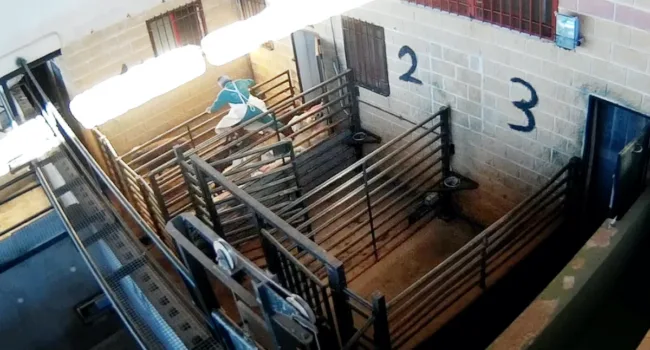 El presidente de ANPBA presenta una queja contra la Junta de Castilla y León por no informarle sobre la implantación, en los mataderos de Castilla y León, del sistema de «videovigilancia» para preservar el bienestar animal