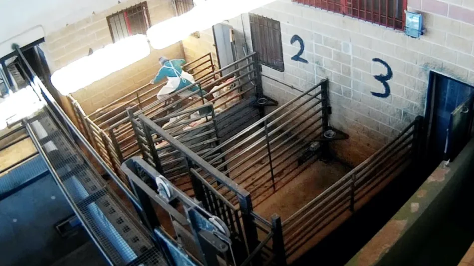 El presidente de ANPBA presenta una queja contra la Junta de Castilla y León por no informarle sobre la implantación, en los mataderos de Castilla y León, del sistema de «videovigilancia» para preservar el bienestar animal