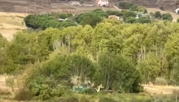 La pistachera Sancorganic arrasa 56 hectáreas de bosque de ribera junto al río Jarama con la complicidad de la Comunidad de Madrid