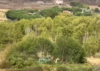 La pistachera Sancorganic arrasa 56 hectáreas de bosque de ribera junto al río Jarama con la complicidad de la Comunidad de Madrid